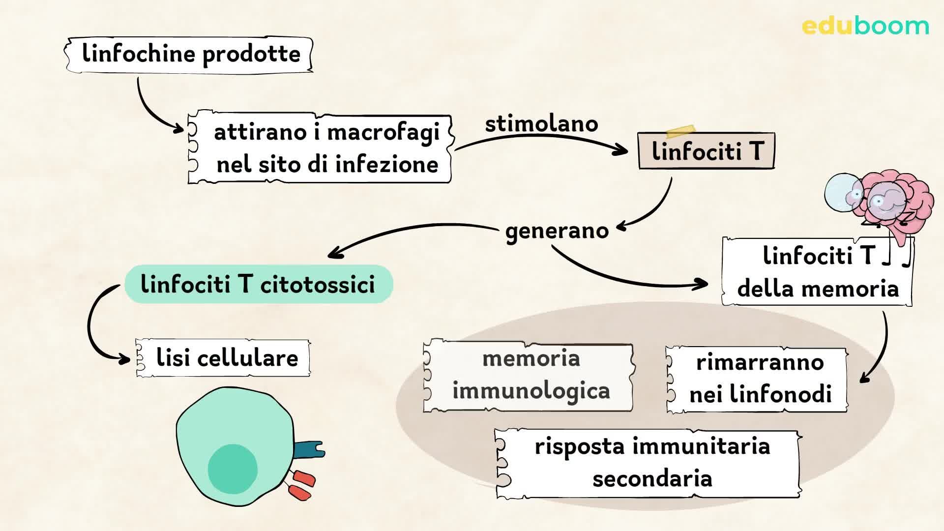 L'immunità adattativa. Scienze naturali quarta superiore
