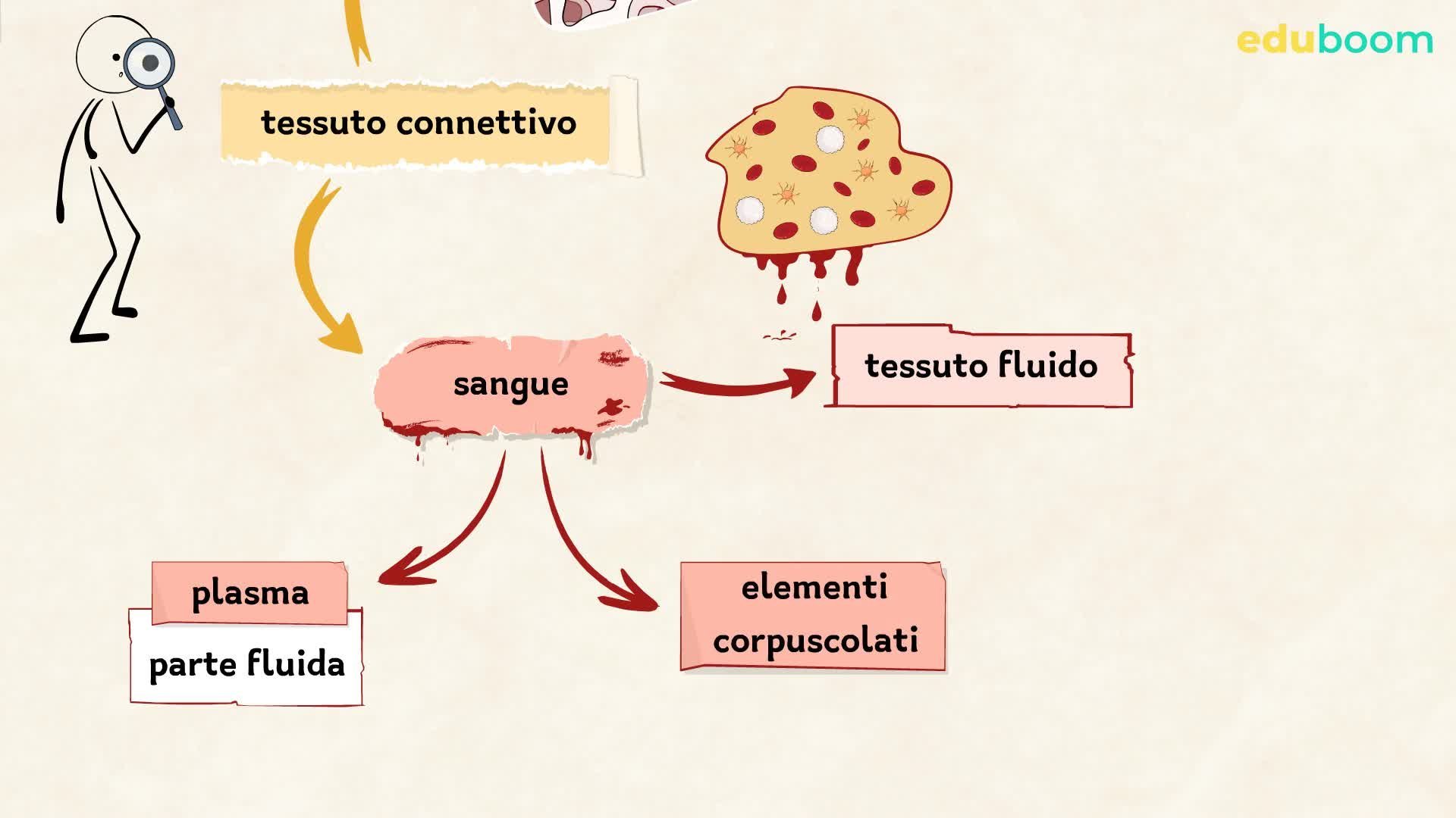 Diagramma Del Corpo Del Tessuto Connettivo