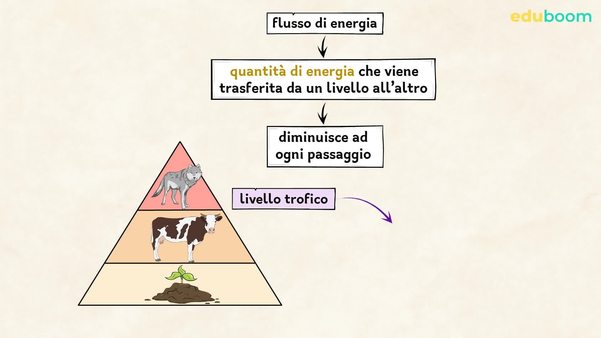 Falomir Ecosistemi - Gioco Educativo Su Catene Alimentari E Habitat, Da 2 A 4 Giocatori, Età 6+ - 2