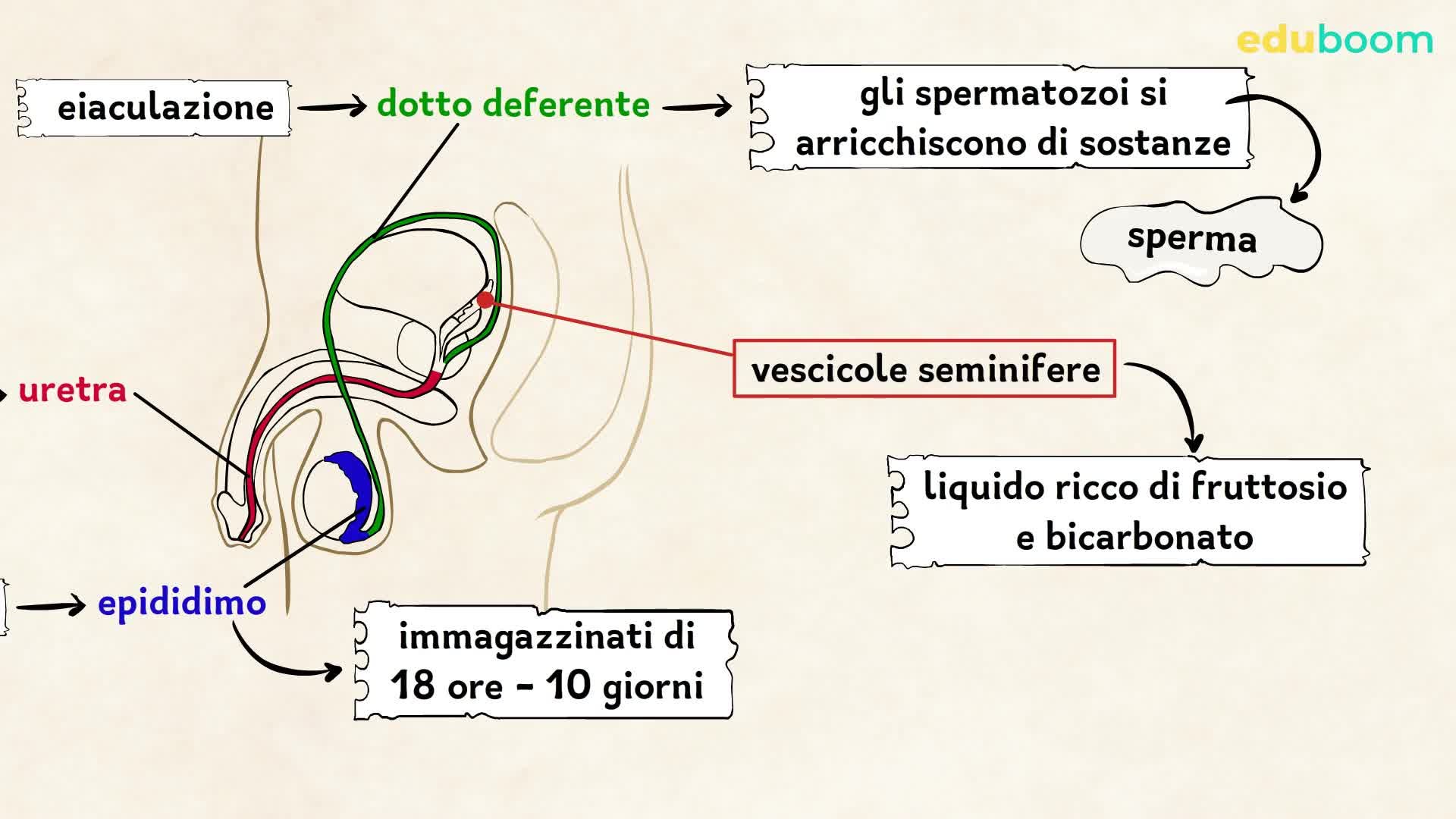 immagini vere organo genitale maschile dimensioni
