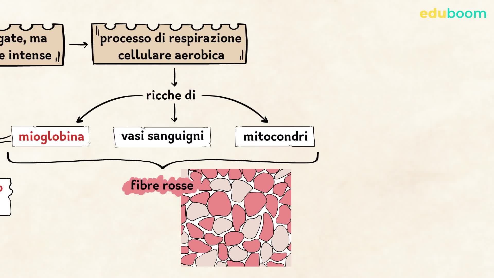 Poster Anatomia Muscolare Umana 50x67 Cm - Tavola Didattica A Colori Per Studio E Medicina - Foto 7