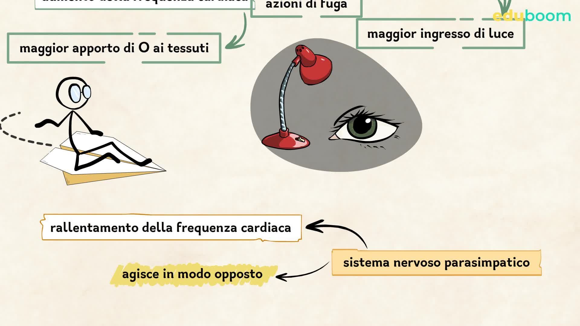 Poster Sistema Nervoso Periferico 3B Scientific - 50x67 Cm, Carta Qualità 200g, Didattico - Foto 6