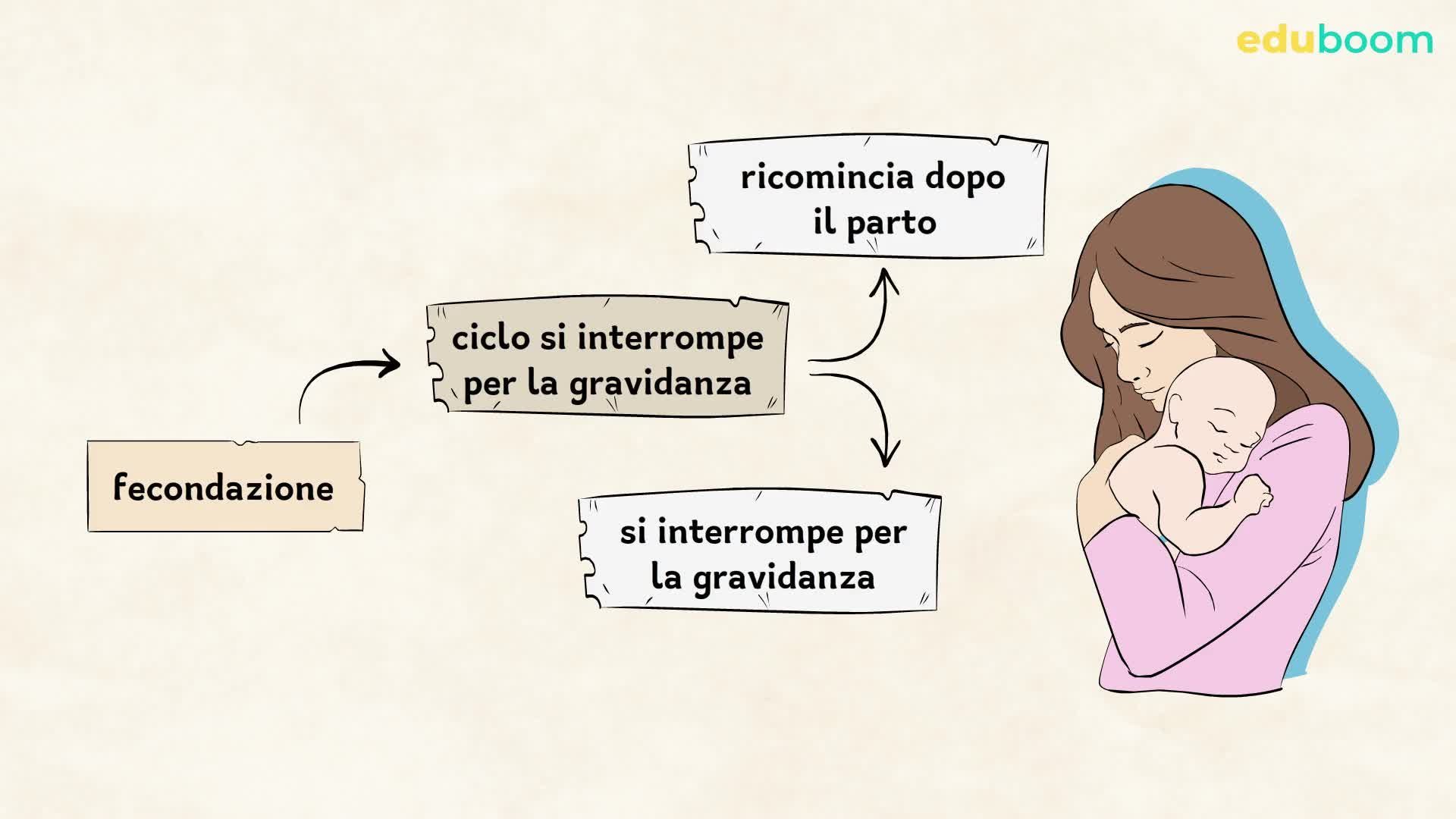 L'apparato riproduttore femminile. Prima parte. Scienze naturali terza