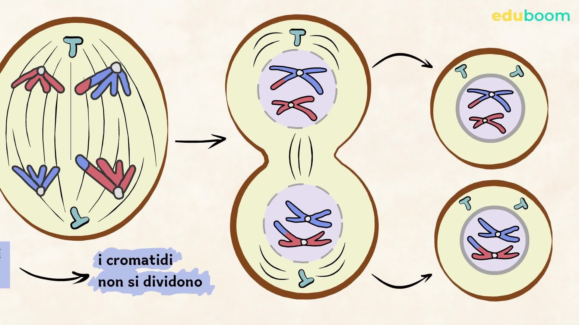 Mitosi e Meiosi. Scienze naturali terza media