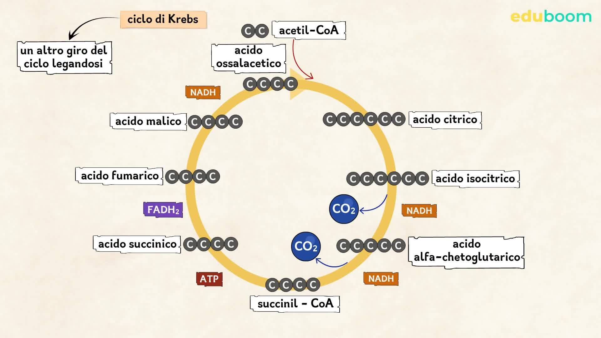 Le vie del metabolismo la respirazione cellulare. Prima parte. Scienze