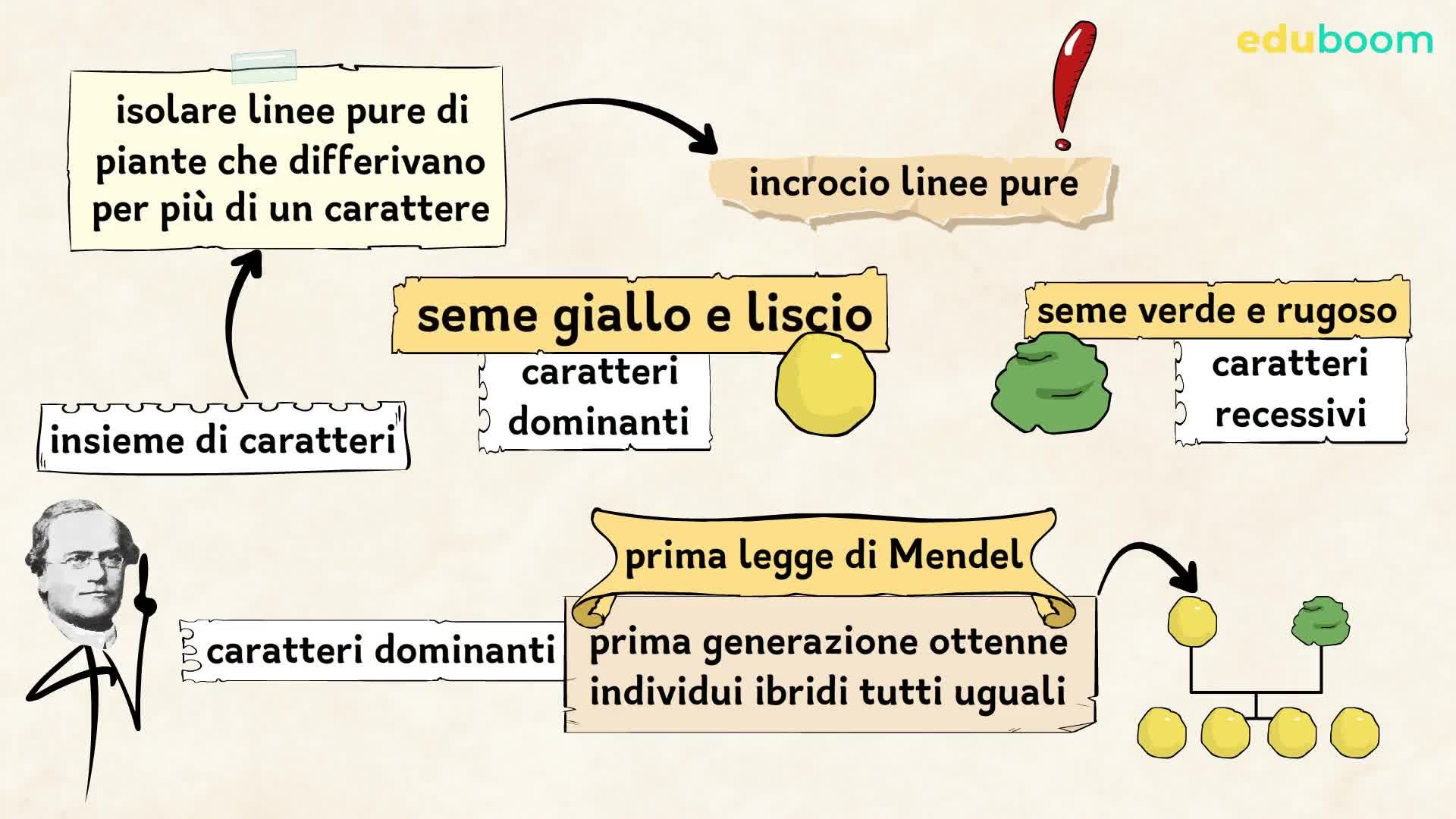 La seconda e la terza legge di Mendel. Scienze naturali terza media