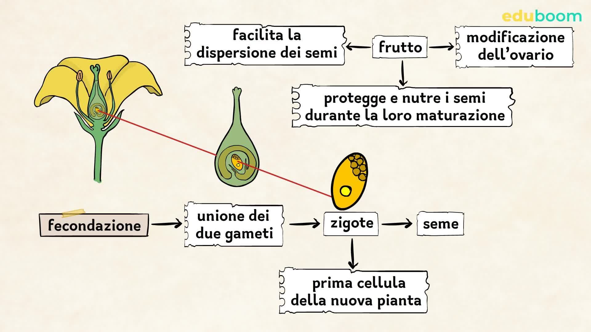 il ciclo vitale delle piante